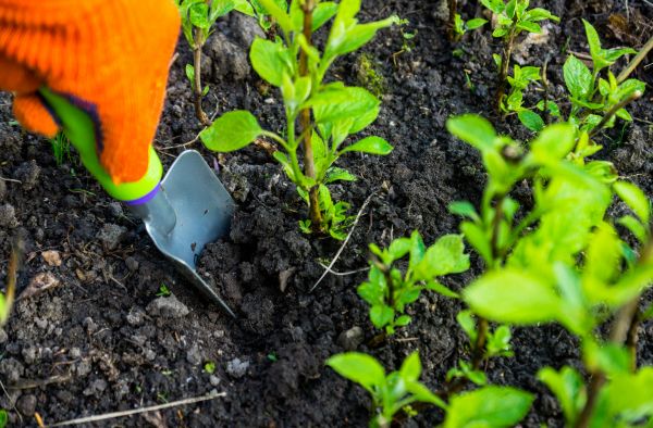 Hydrangea Planting in Turlock