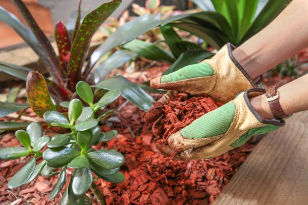 Cedar Mulch Installation in Turlock