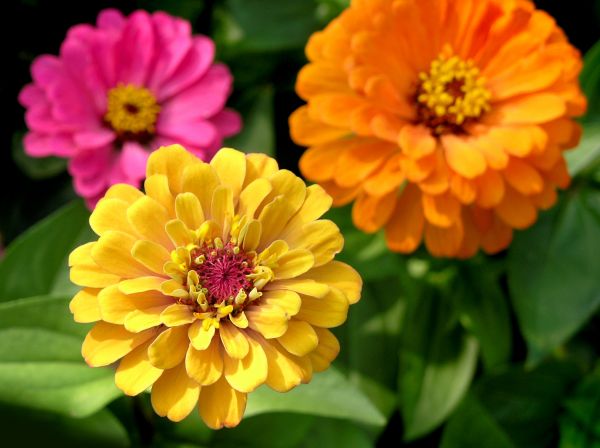 Zinnia Planting in Turlock