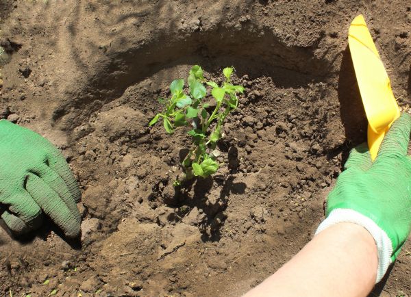 Rose Bush Planting in Turlock