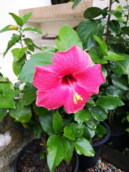 Hibiscus Planting in Turlock