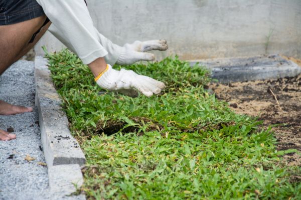 Ground Cover Planting in Turlock