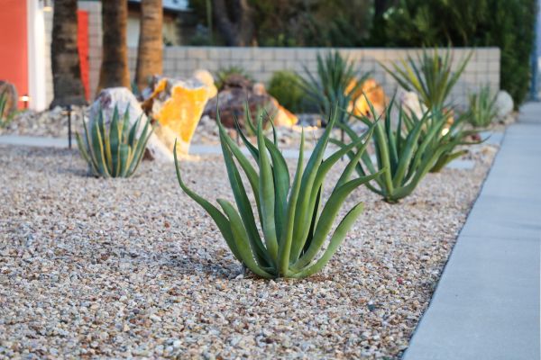Drought Resistant Landscaping in Turlock