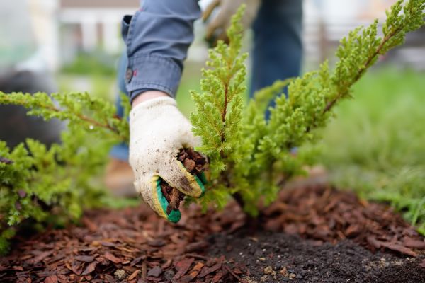 Church Mulching in Turlock