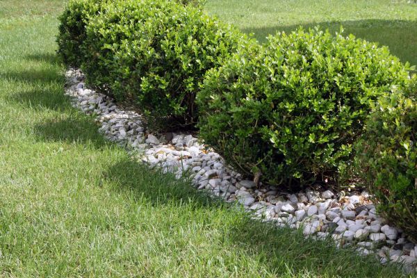Boxwood Planting in Turlock