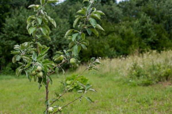 Apple Tree Planting in Turlock