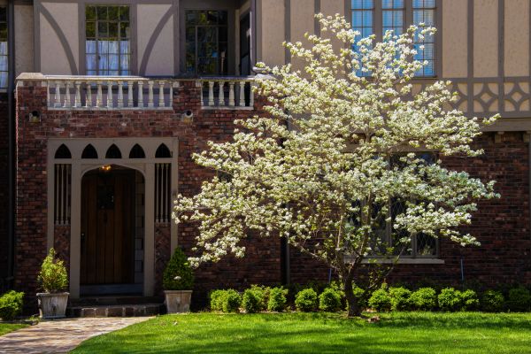 Dogwood Tree Planting in Turlock